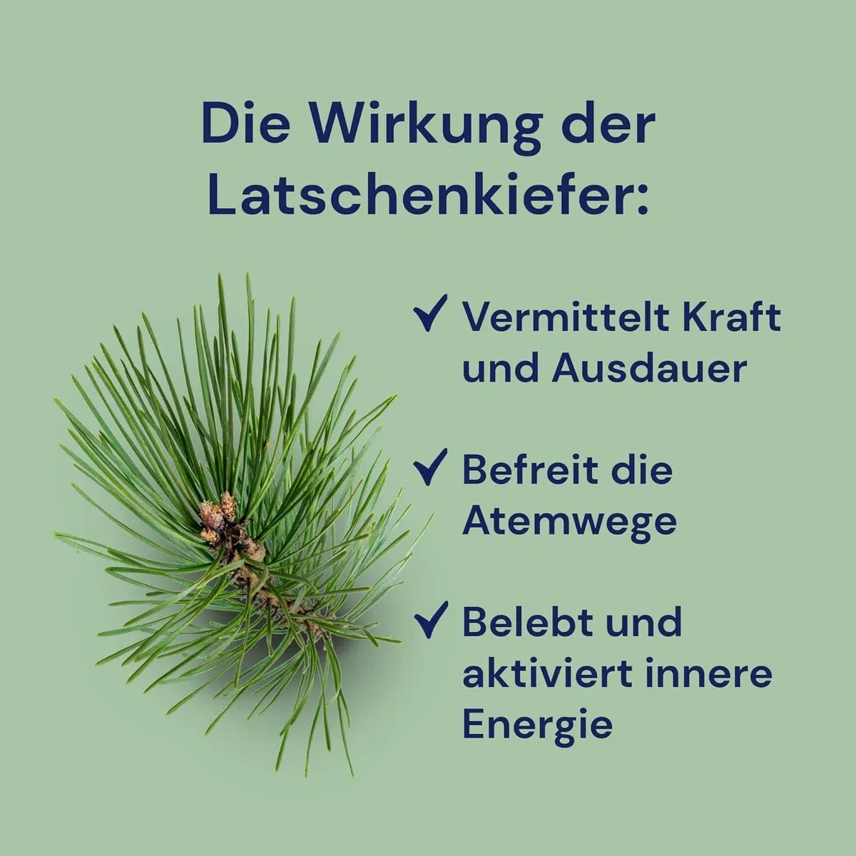 Infusion pour sauna « Pin de montagne » (1000 ml) de Spitzner